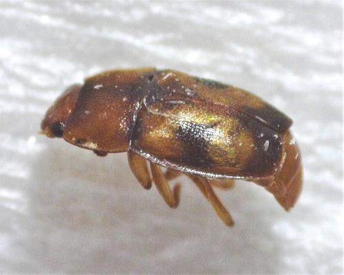 Réf. 311 538 : Epuraea ocularis